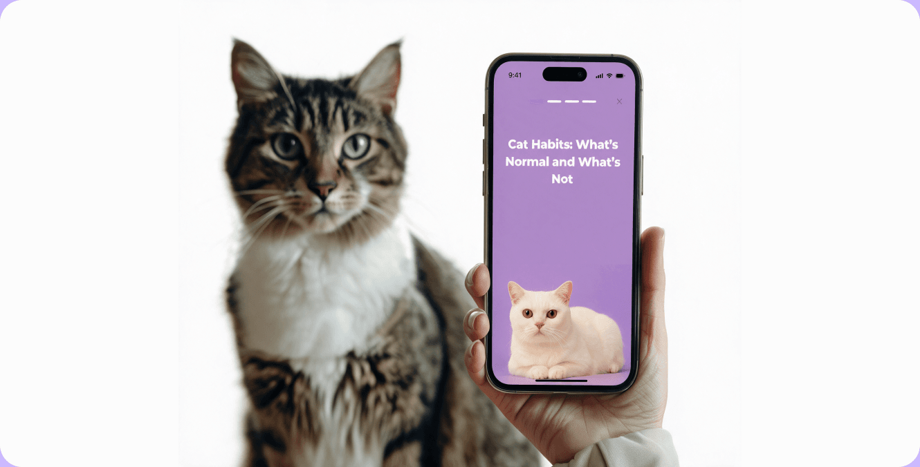 A cat and a hand holding a phone open on a Cat Translator insight screen