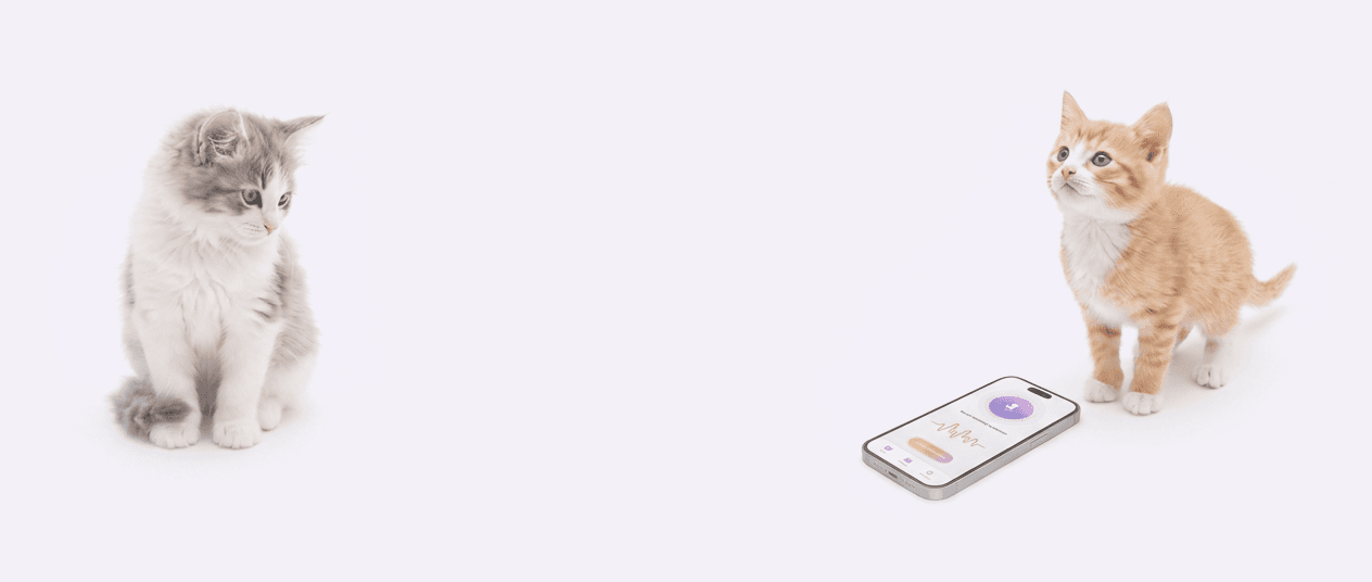 A grey and white kitten and a ginger kitten sitting either side of a phone showing a translation